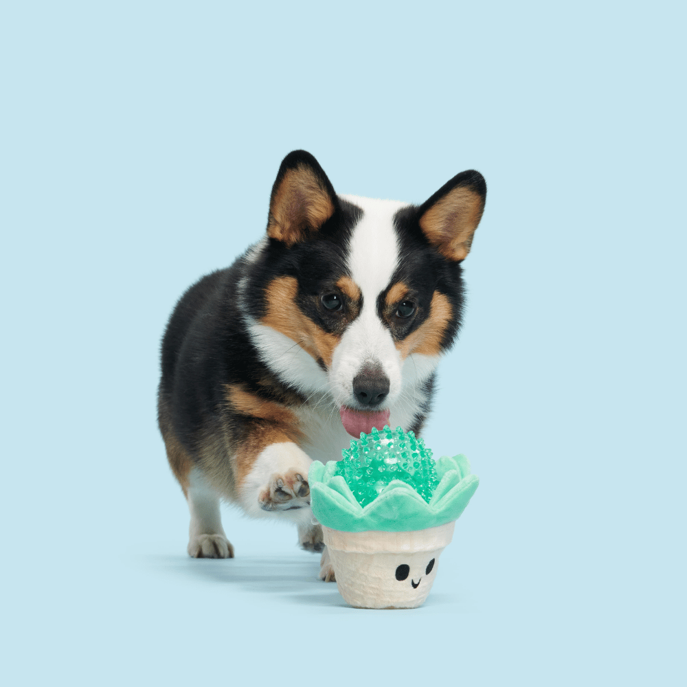 BARK Suki Succulent Dog Toy