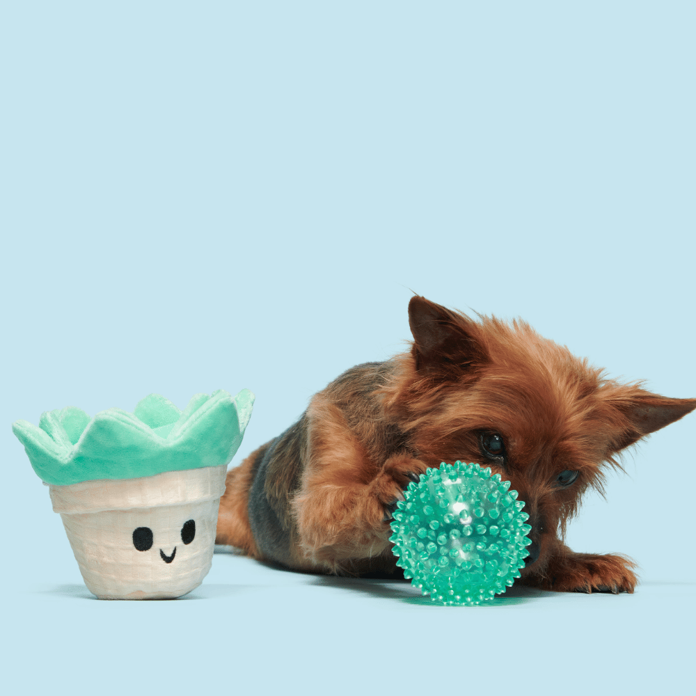 BARK Suki Succulent Dog Toy