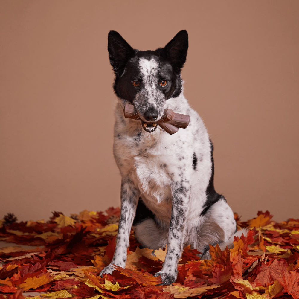 BARK Fall Fetch Stick Dog Toy