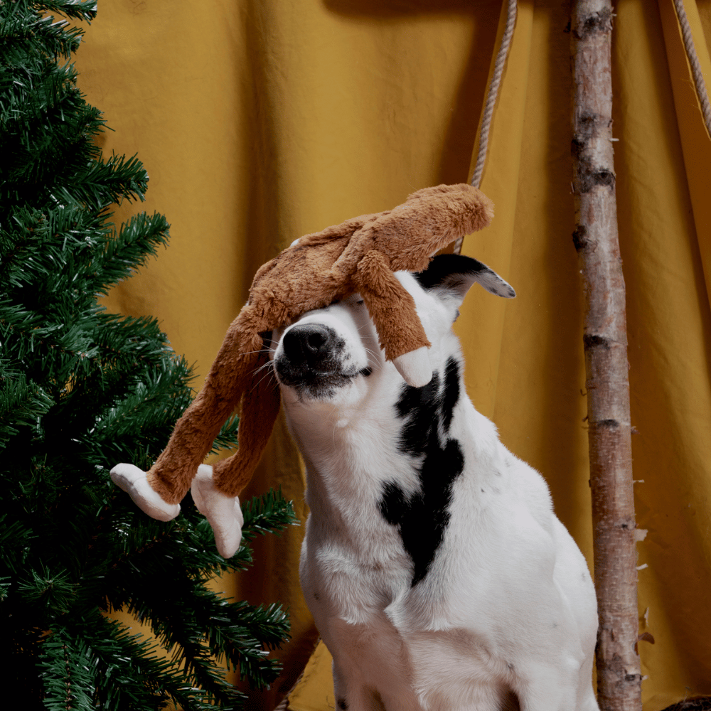 BARK Hairy Henderson Dog Toy