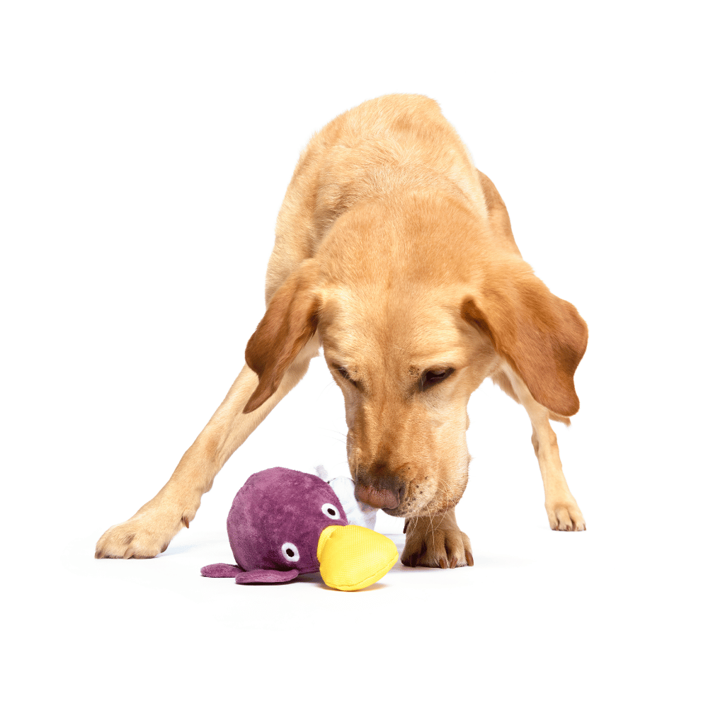 BARK Pippi Platypus Dog Toy