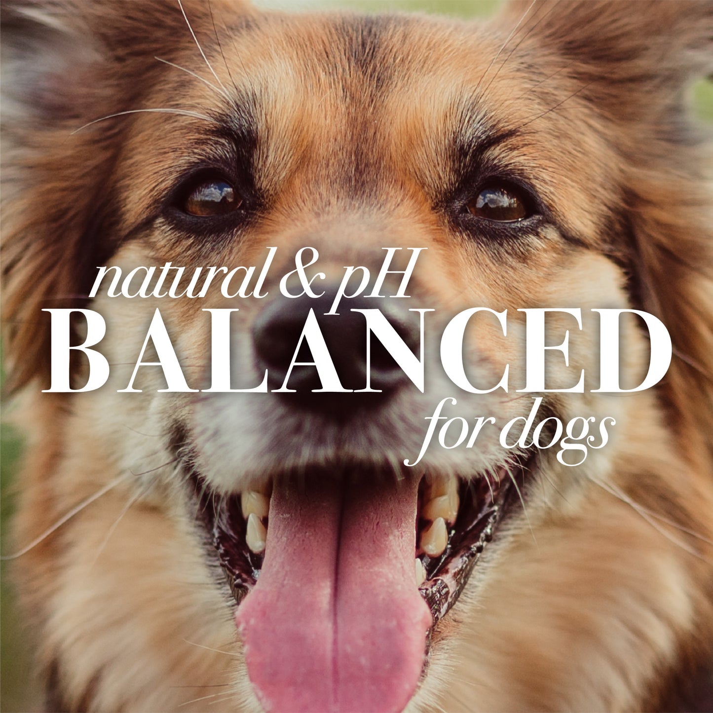 Burts Bees Multipurpose Dog Wipes with Honey