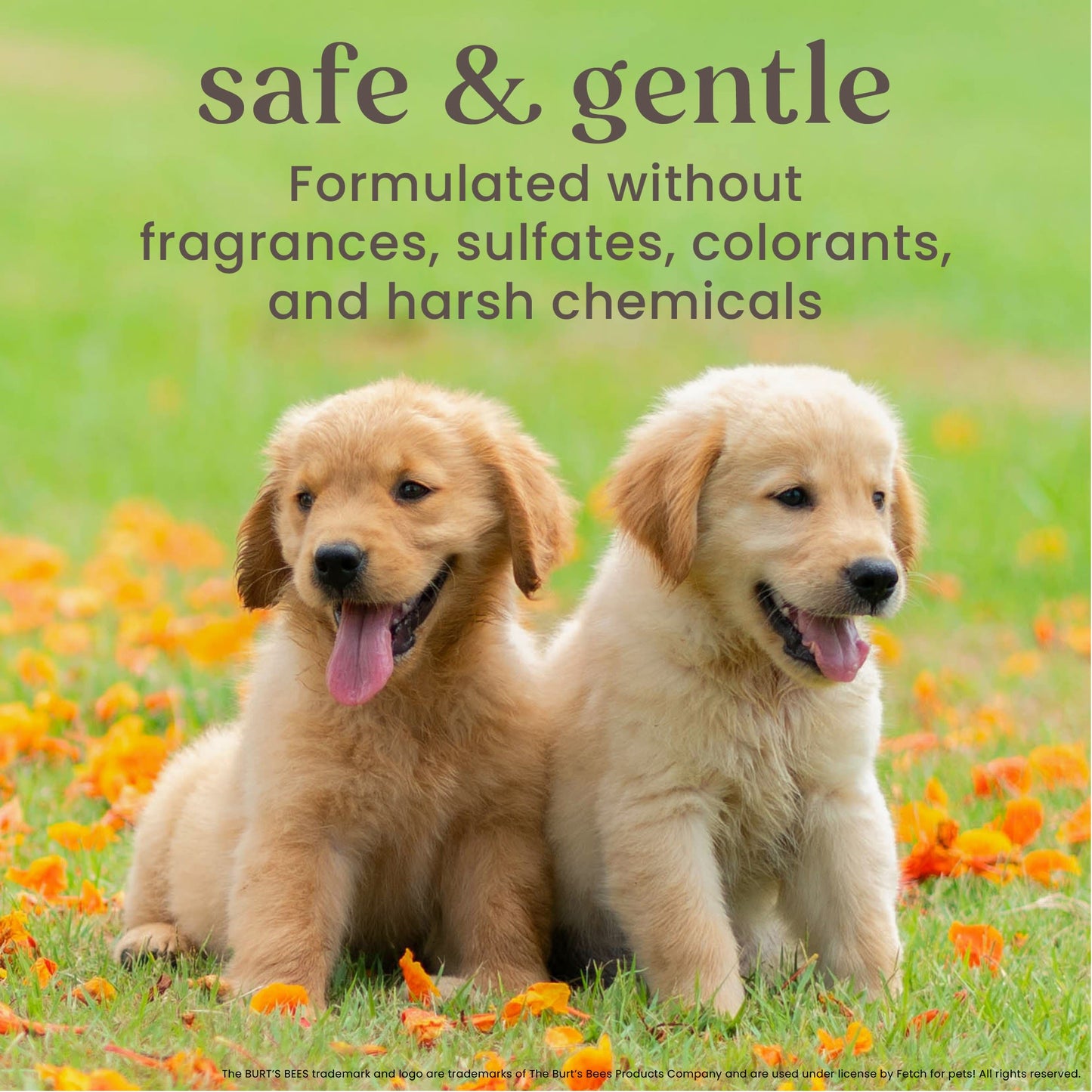 Burts Bees Tearless 2 in 1 Shampoo and Conditioner for Puppies with Buttermilk & Linseed Oil