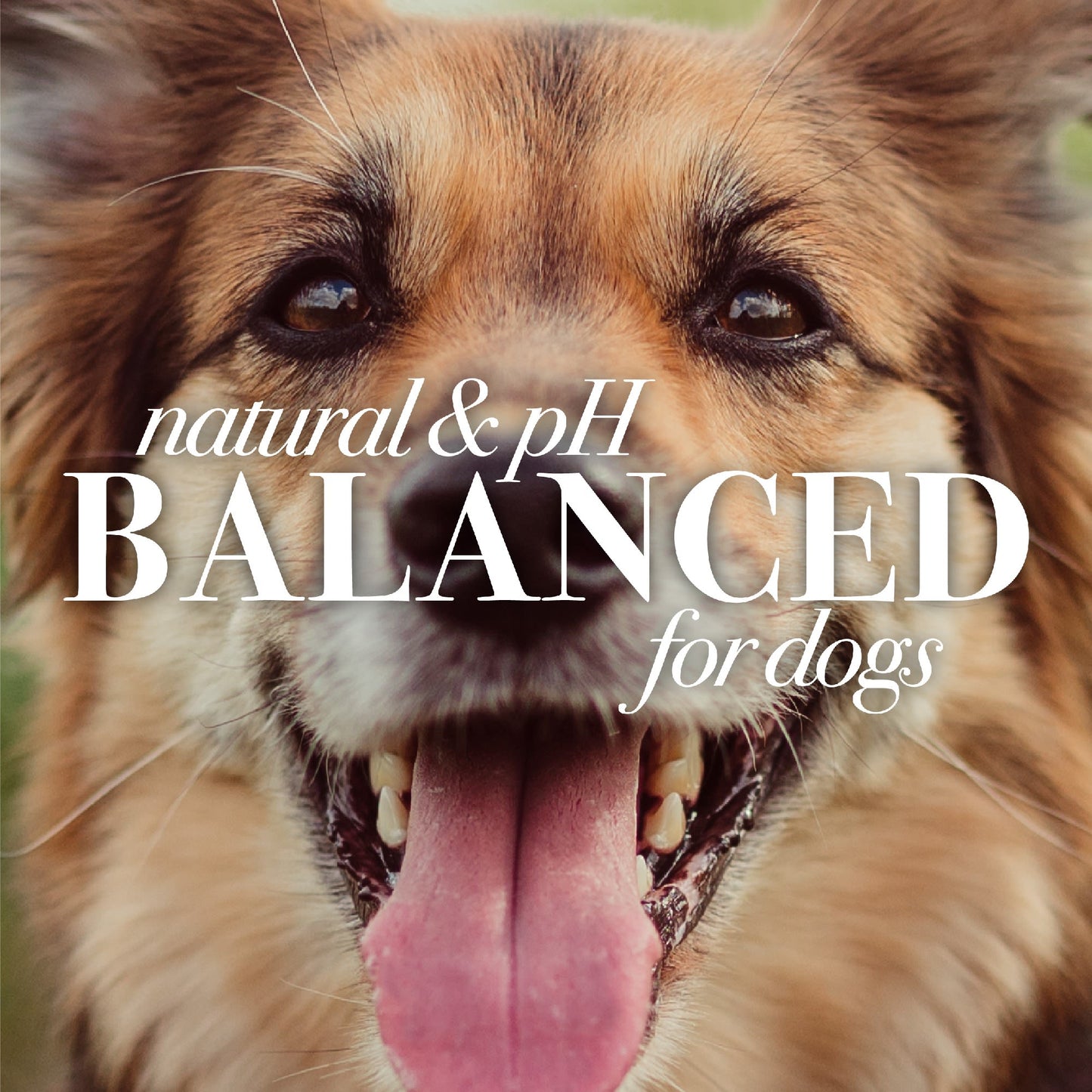 Burt's Bees Paw & Nose Dog Lotion