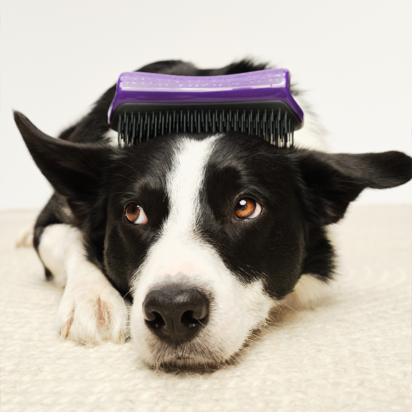 Pet Teezer De-Shedding Dog Brush Purple Large