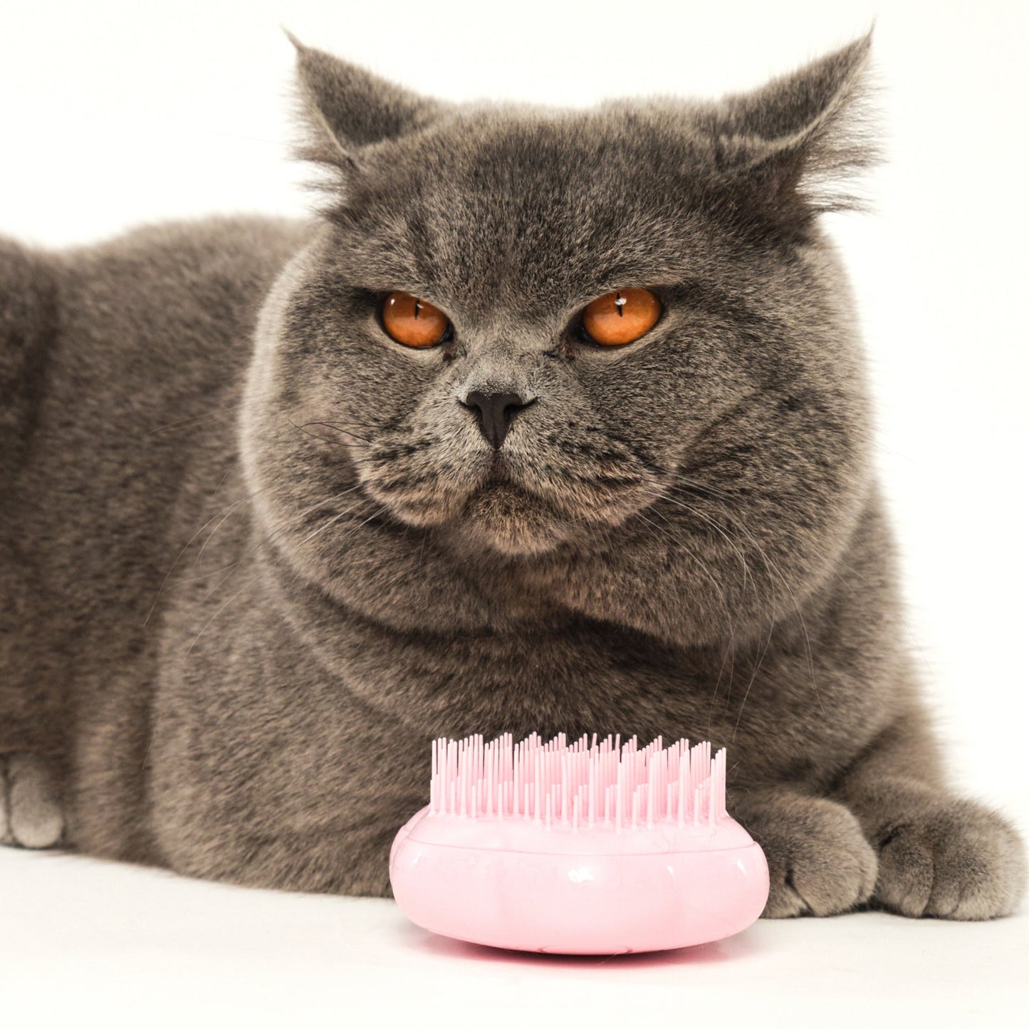 Pet Teezer Detangling Cat Grooming Brush Pink