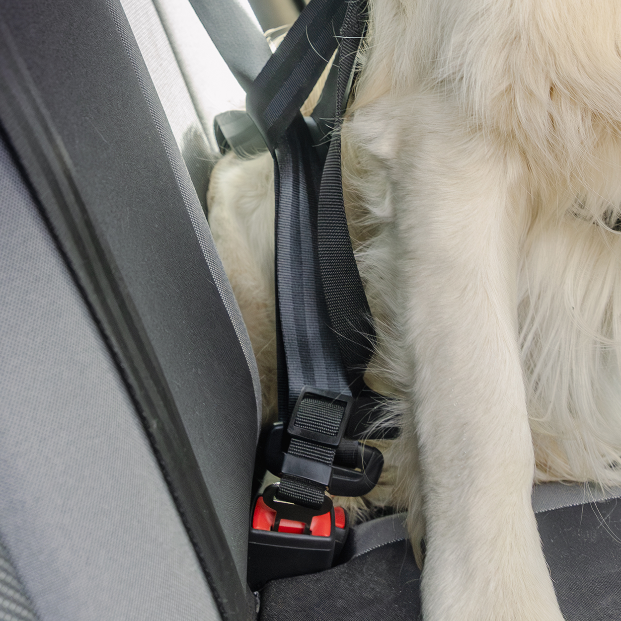 RAC In-car Harness Seatbelt Connector Strap