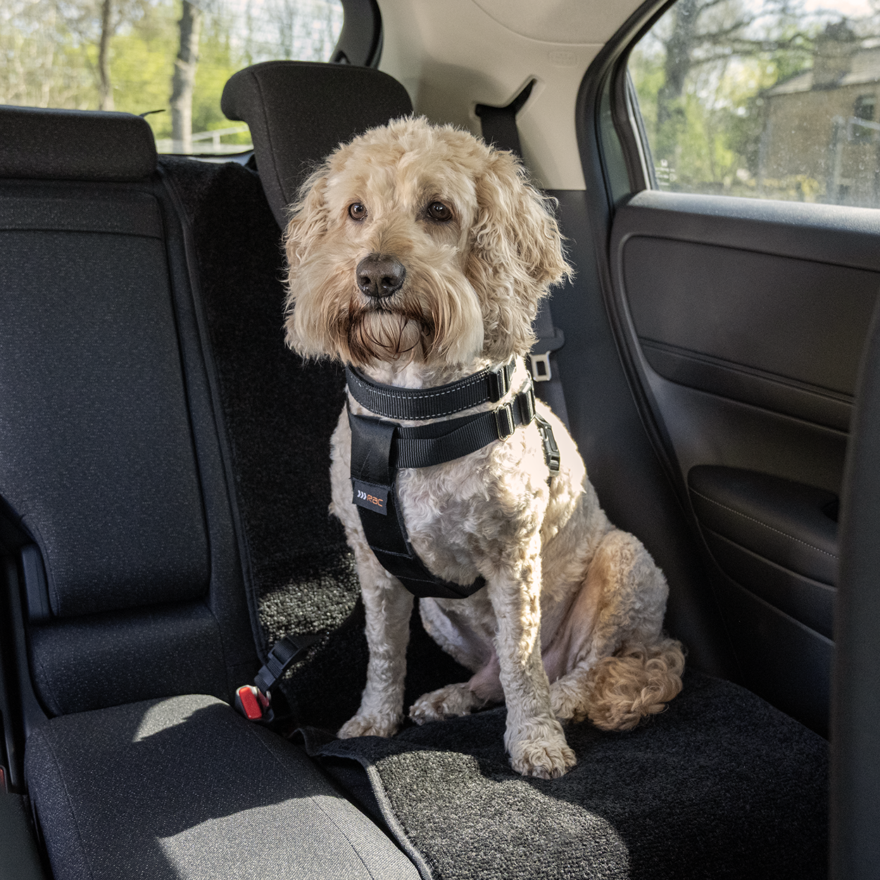 RAC 2-In-1 Max Chest Dog Car Harness
