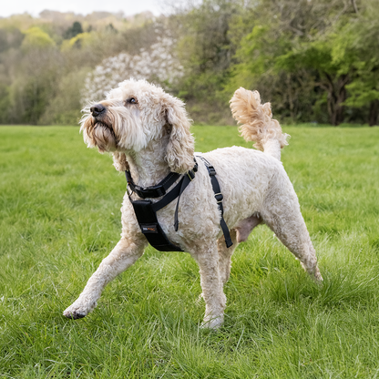 RAC 2-In-1 Max Chest Dog Car Harness