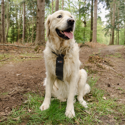 RAC 2-In-1 Max Chest Dog Car Harness