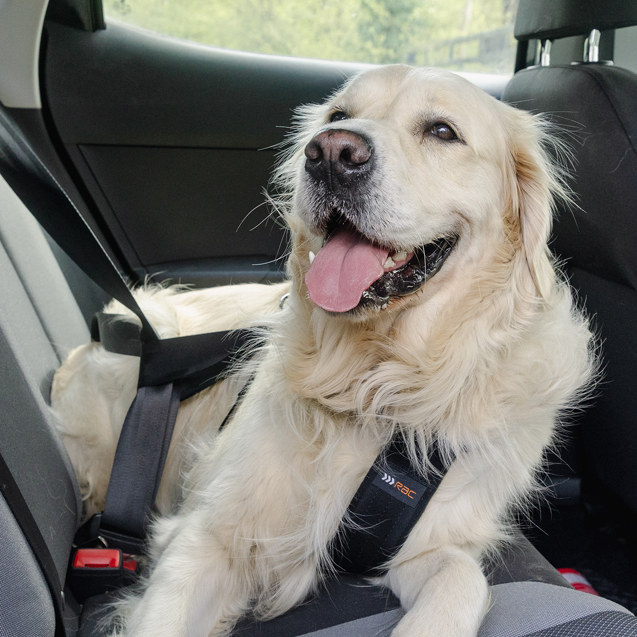 RAC 2-In-1 Max Chest Dog Car Harness