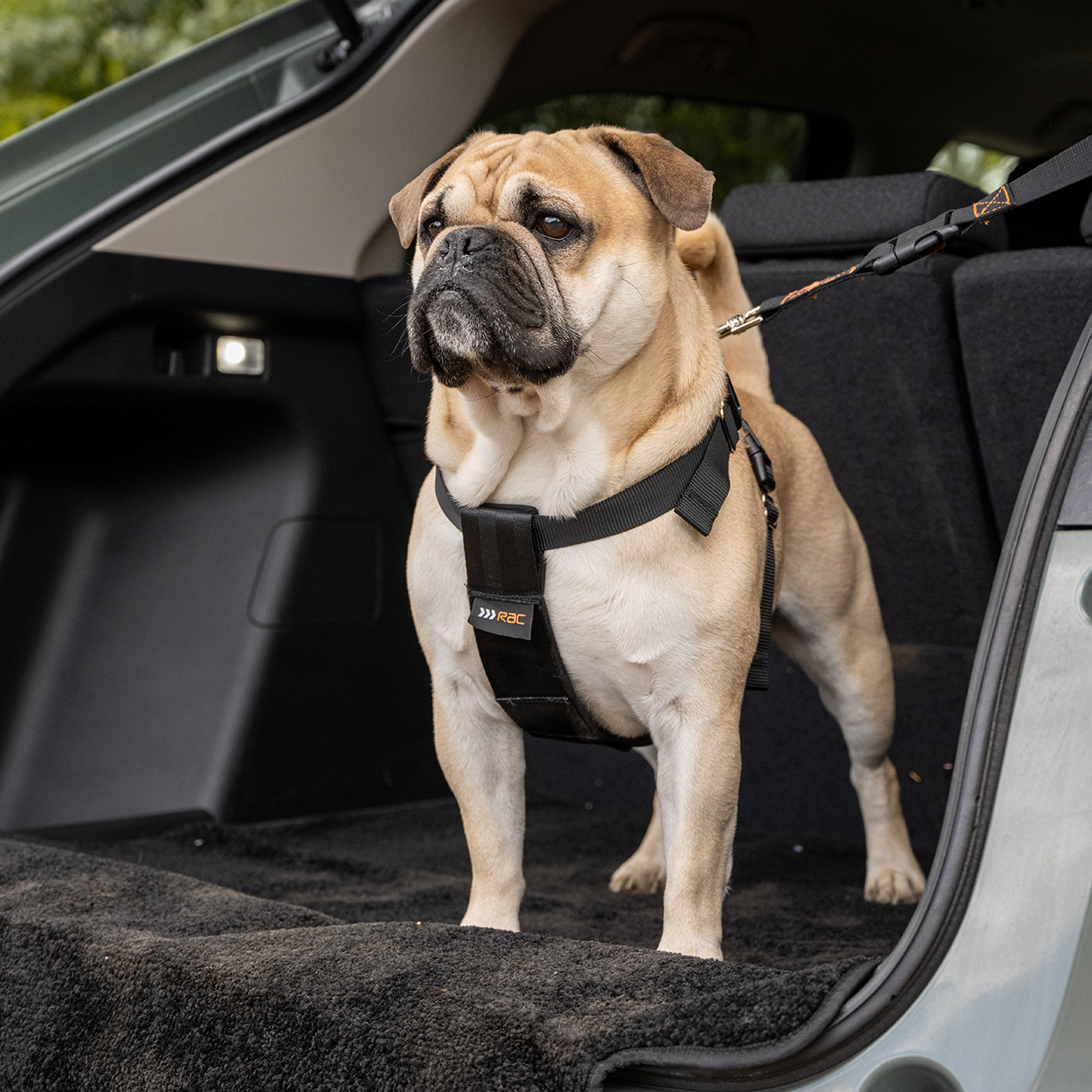 RAC 2-In-1 Max Chest Dog Car Harness