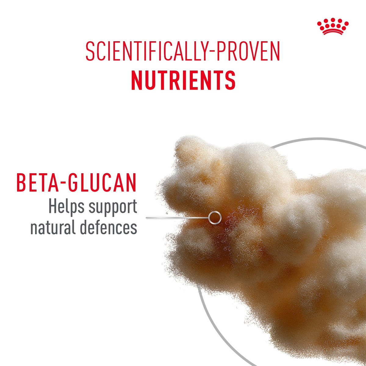 Royal Canin Sensory Kitten Smell Chunks In Gravy