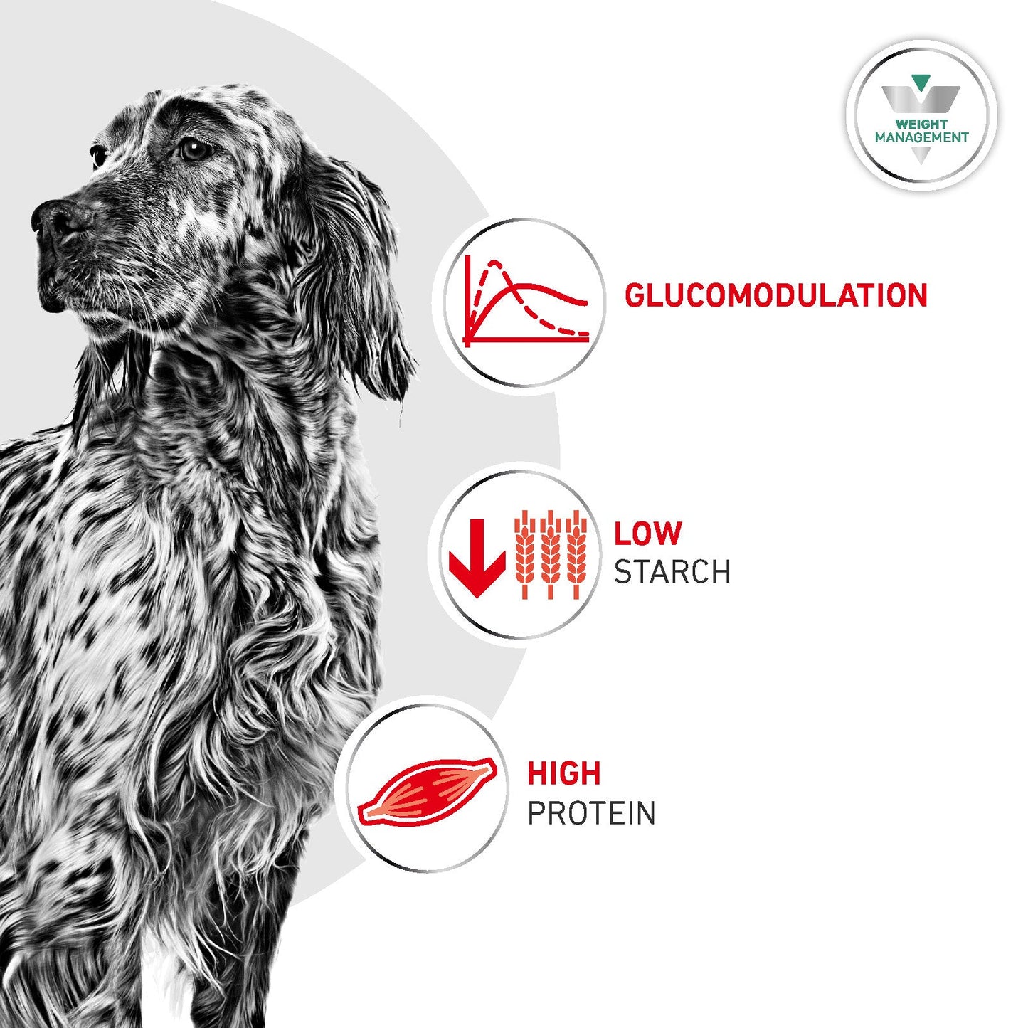 Royal Canin Glycobalance Adult Dry Dog Food