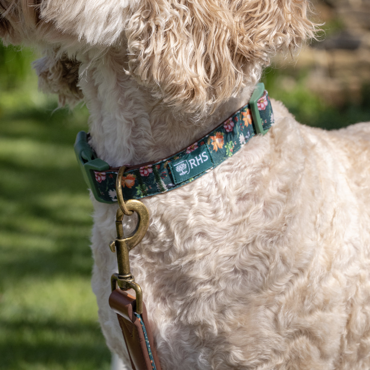 Royal Horticultural Society Pets in the Garden Dog Collar