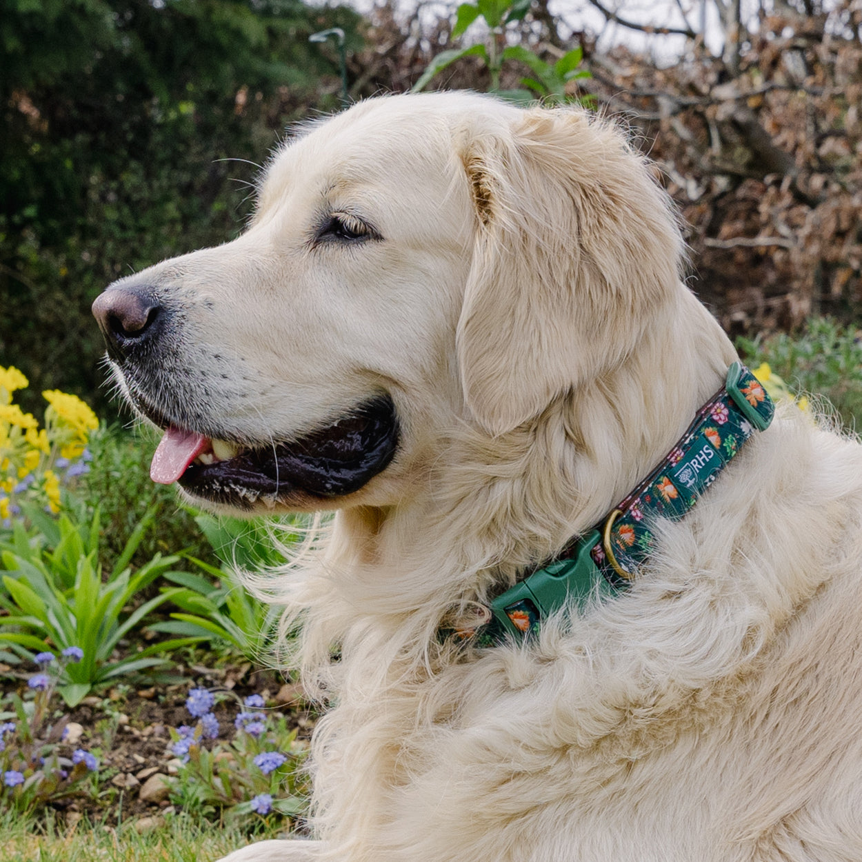 Royal Horticultural Society Pets in the Garden Dog Collar