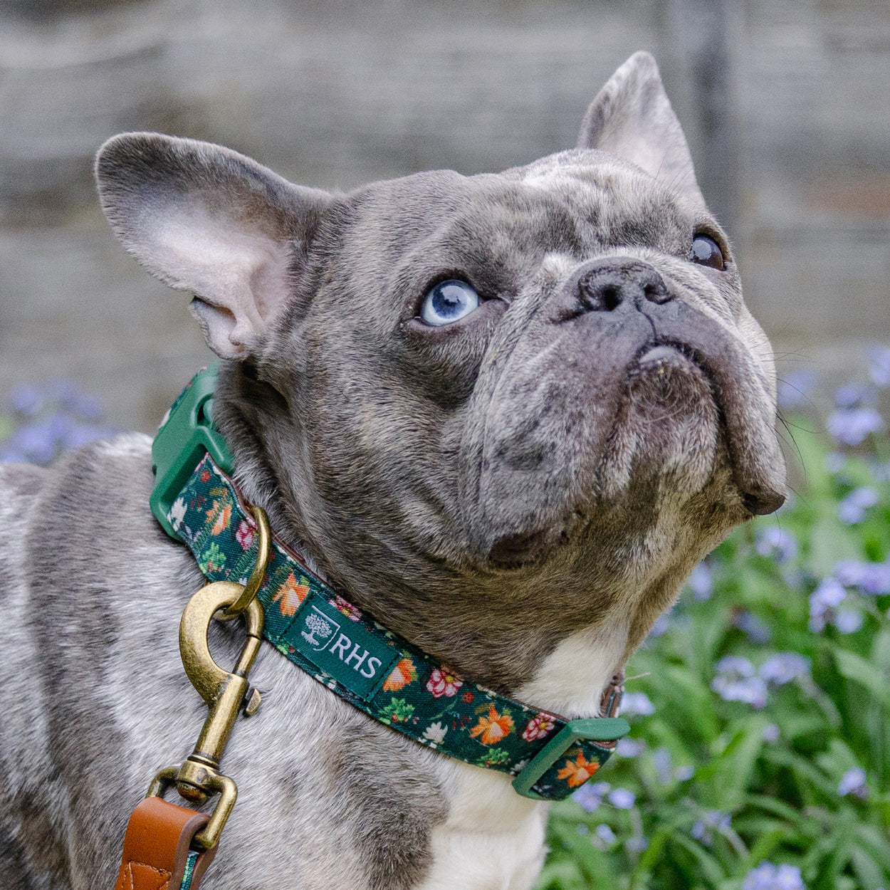 Royal Horticultural Society Pets in the Garden Dog Collar