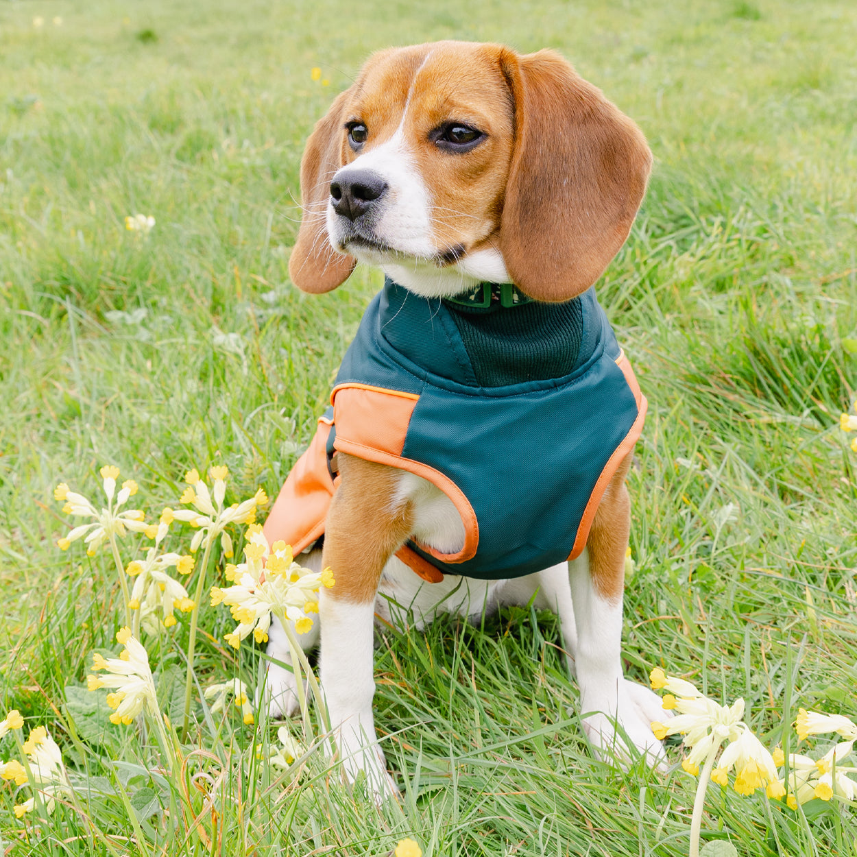 Royal Horticultural Society Pets in the Garden Water Resistant Coat
