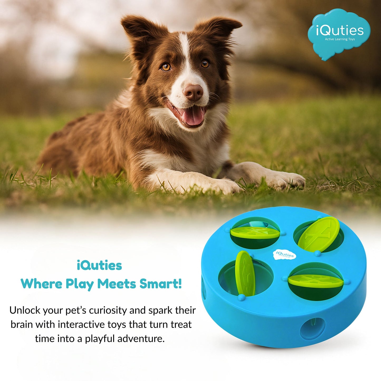 Dog lying on grass with a blue and green interactive toy, featuring iQuties branding.
