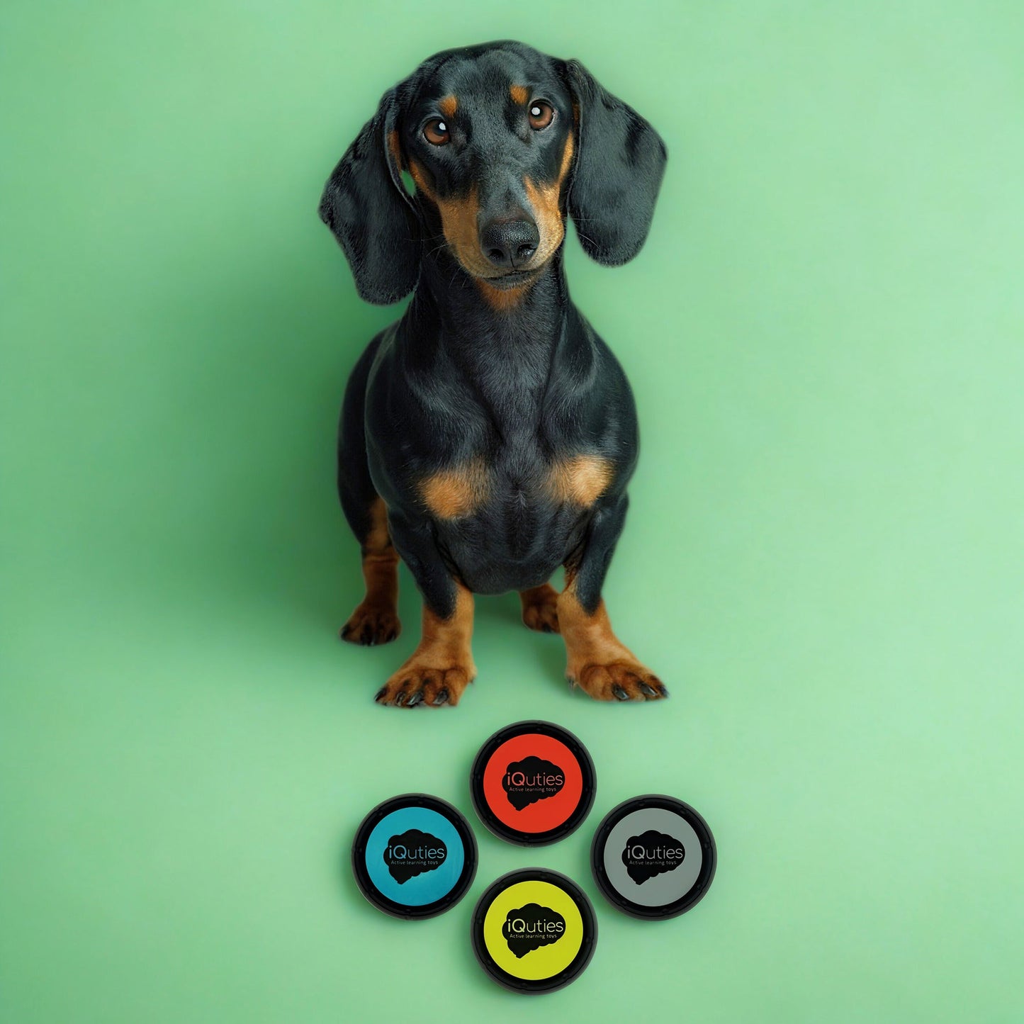 iQuties Training Buzzer Interactive Puzzle Dog Toy