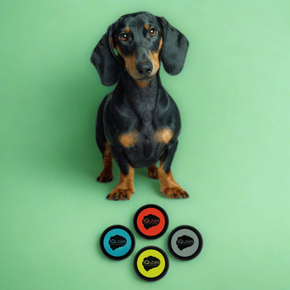 iQuties Training Buzzer Interactive Puzzle Dog Toy