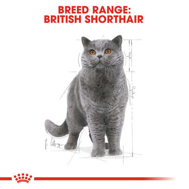 Pro plan best sale british shorthair