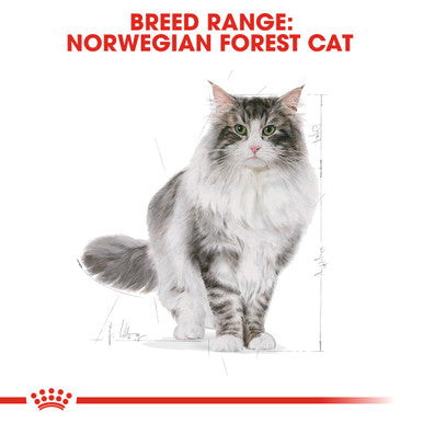 Royal Canin Bread Norwegian Forest Adult Dry Cat Food