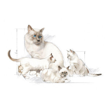 Royal Canin Baby Cat Kitten Milk