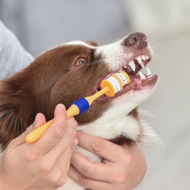 Arm Hammer Fresh 360 Toothbrush for Dog