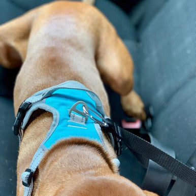 Henry Wag Dog Travel Car Harness