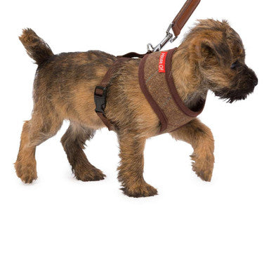 House of Paws Memory Foam Brown Dog Harness