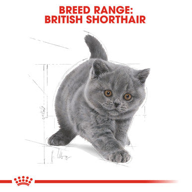 Royal Canin British Shorthair Kitten Dry Food