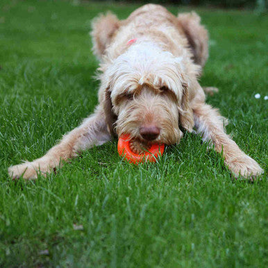 Starmark Bento Ball Dog Toy